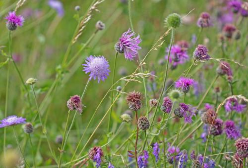 wildflower_bank_july_flowers